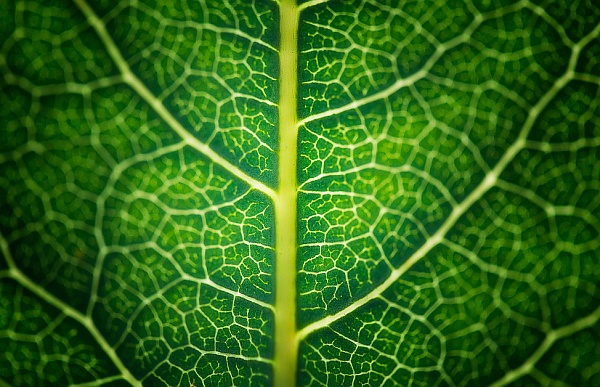 Искусственные растения способны превращать парниковый газ в кислород