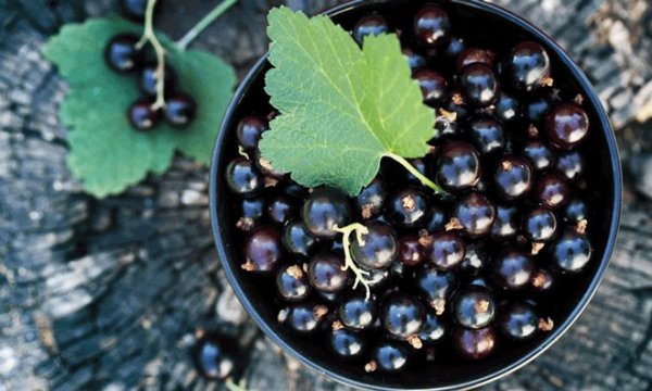 Индия использует фрукты для создания дешевых солнечных панелей