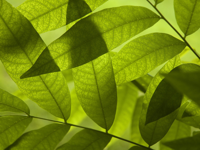 Ученые из Швеции смогли получить электроэнергию с помощью тени от листьев дерева