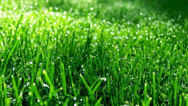 Ученые получили дешевый источник энергии из газонной травы