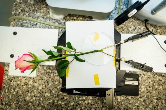 Цветы-киборги: инженеры превратили розу в накопитель энергии