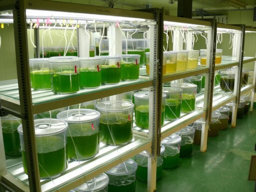 Японские ученые разрабатывают новое биотопливо