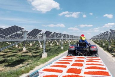 Китайская солнечная станция-плантация на 1 ГВт производит и электричество и ягоды годжи