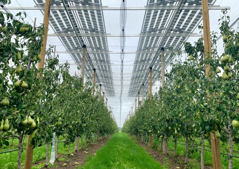 Как солнечную электростанцию объединить с грушевым садом - опыт бельгийских фермеров-энергетиков